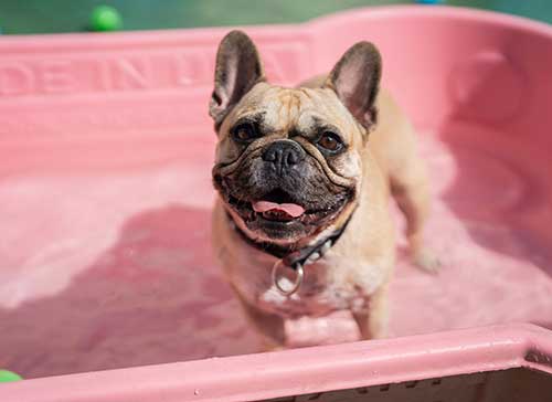 Frenchie-pool-smile